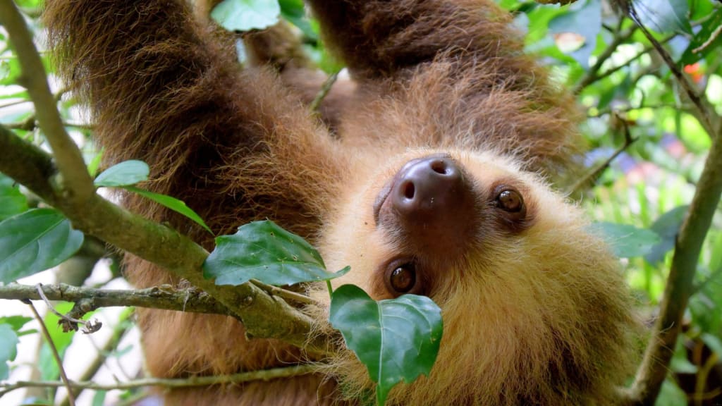 sloth in the rain forest